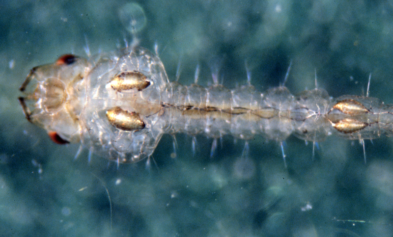Mochlonyx larva with four air sacs visible, two in front and two in back. Mochlonyx larva with four air sacs visible, two in front and two in back. Credit: Betsy Leppo
